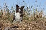 BORDER COLLIE 029
